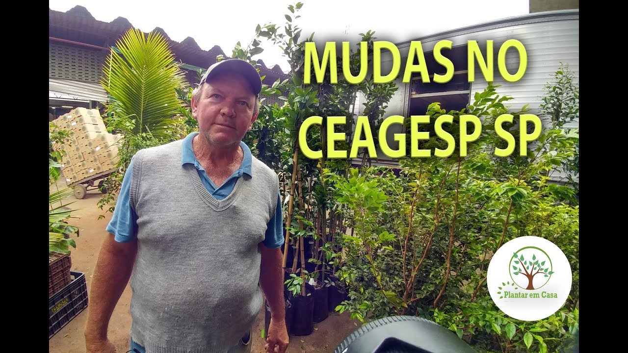 Como Comprar Mudas de Frutíferas no CEAGESP: Dicas de Ouro e Preços