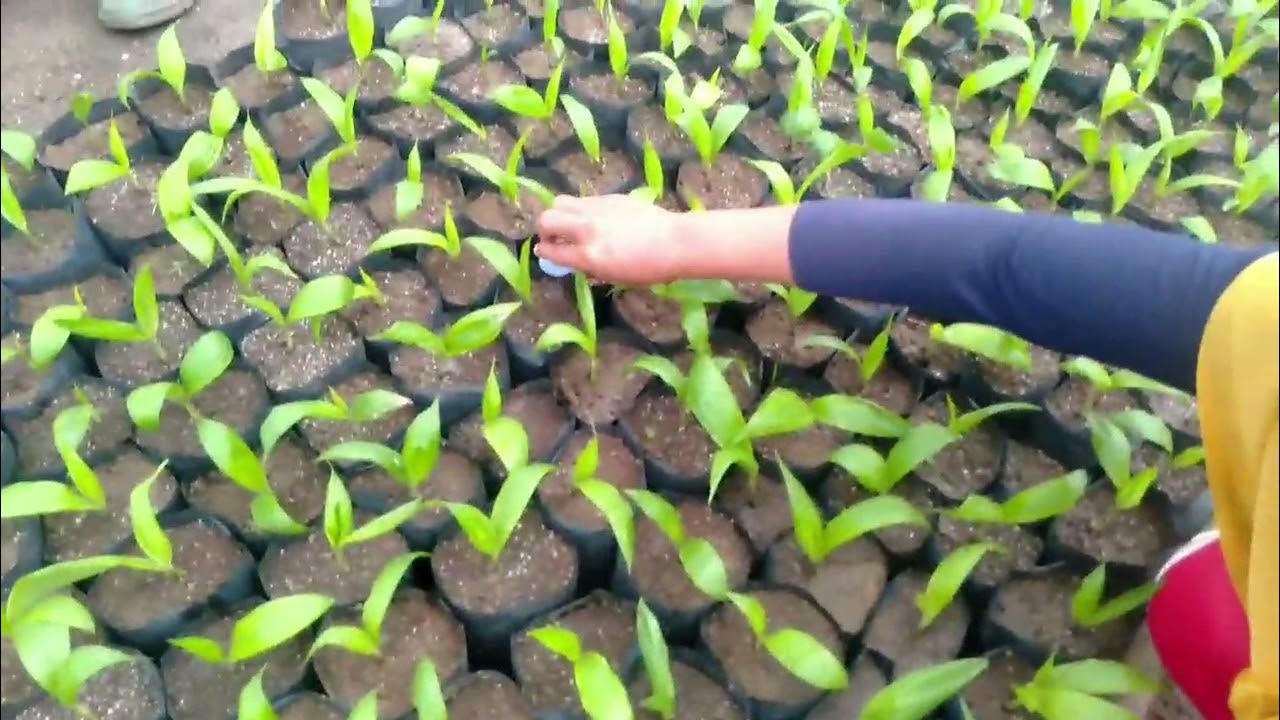 Cara Memupuk yang AMAN untuk Pembibitan Kelapa Sawit PN ! YouTube