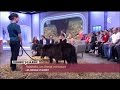 [ANIMAUX] Falabella, un cheval miniature #CCVB
