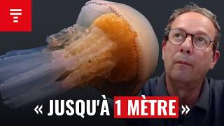 Pourquoi Dénormes Méduses Séchouent Soudainement Sur Les Plages Bretonnes ?