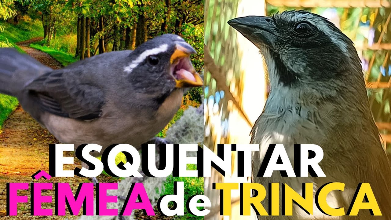 FÊMEA de trinca ferro MACHEANDO e CHAMANDO com TRINCA FERRO CANTANDO ...