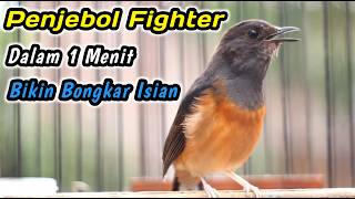 HANYA SEBENTAR MURAI BATU DISITU PASTI LANGSUNG RESPON‼️KRETEKAN KERAS MURAI BETINA PENGGACOR