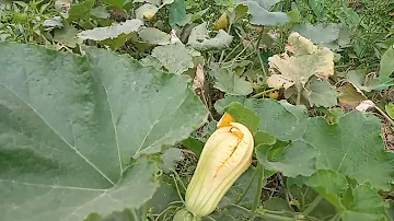 Vlog Ep_2 | Review Beautiful Plant in my garden | Bangla golpo