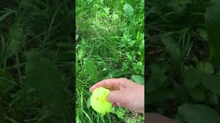 Вариант игры с малышом) #baby #mushroom #nature #подпишись #funny  #fungi #психология #любовь