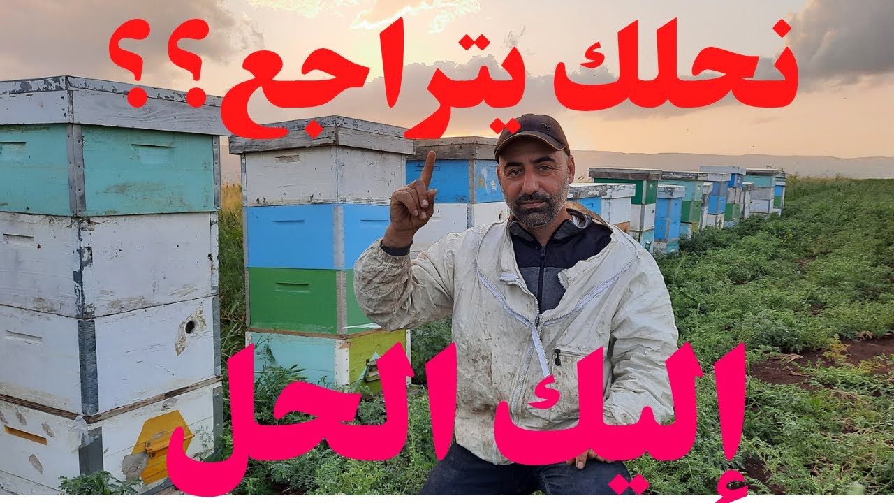 10 خطوات تمنع نحلك من التراجع بالصيف