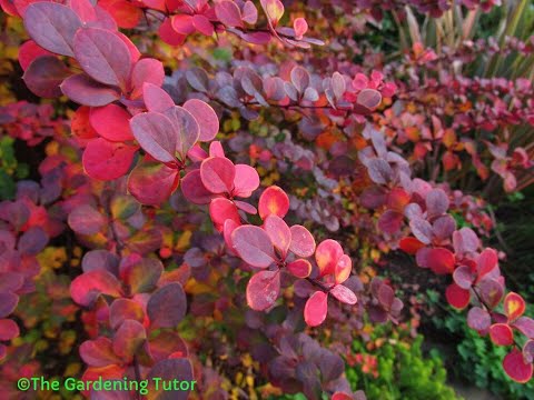 Video: Hoe Japanse berberis snoeien?