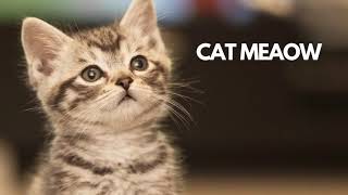 cats meowing |funny cats and kittens meowing |sound effects screenshot 5