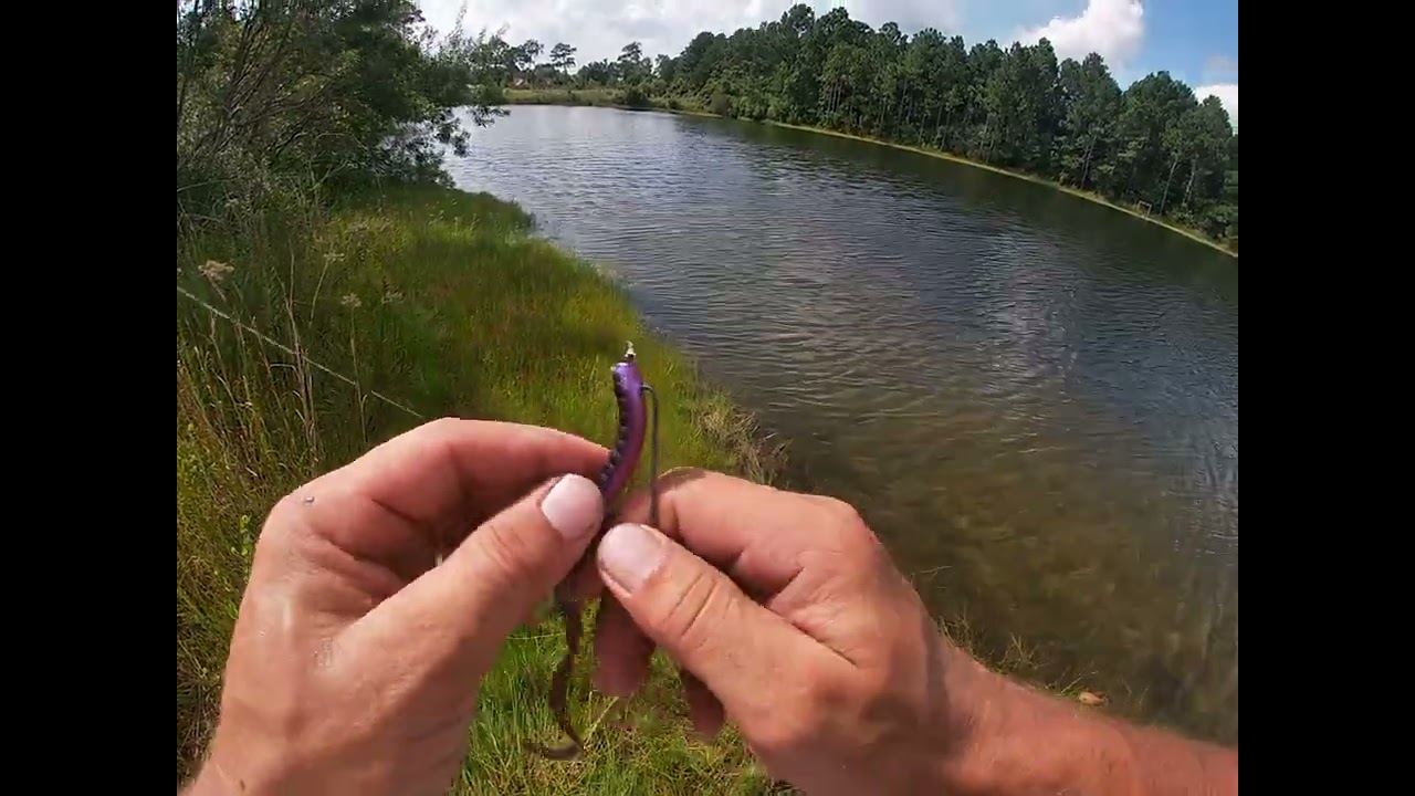 Bass fishing some ponds off a golf course! #fishing #bass #pondfishing #golfcourse