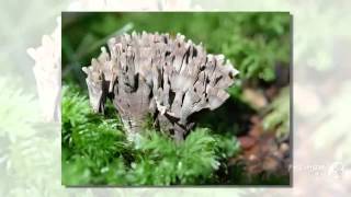 Thelephora Palmata - Fungi Kingdom