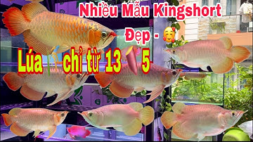 King Short Chỉ 👉 13 🍠 5 Video Nhiều Cá Rồng King Short Đẹp - lúa 🌾 Lại Mềm - Truyền Trần Cá Rồng 🐉 