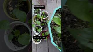 #Echinacea waiting for its placement in the herb garden 💜 #garden