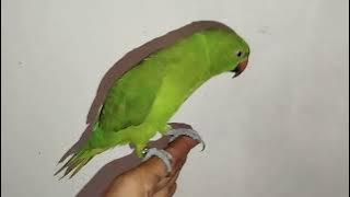 Indian ringneck parrot eating food and funny