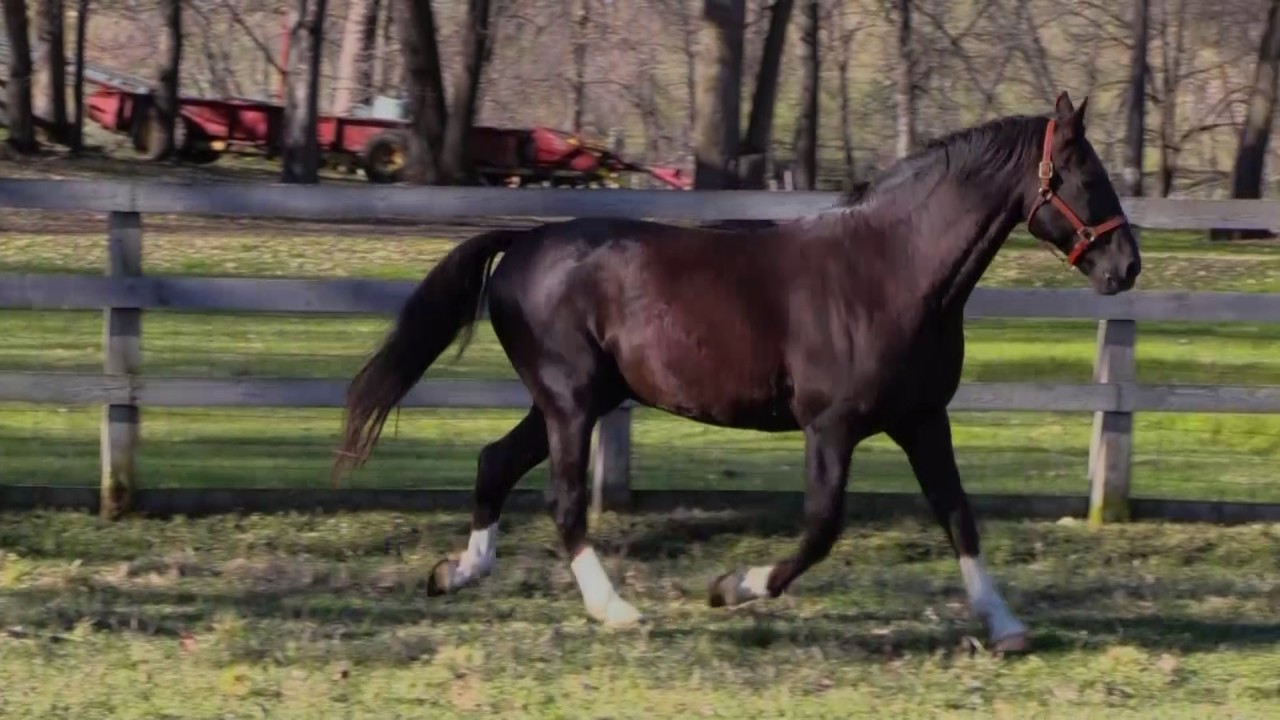 For Sale, Black Chestnut Hackney Horse Stallion, Native Winged Foot