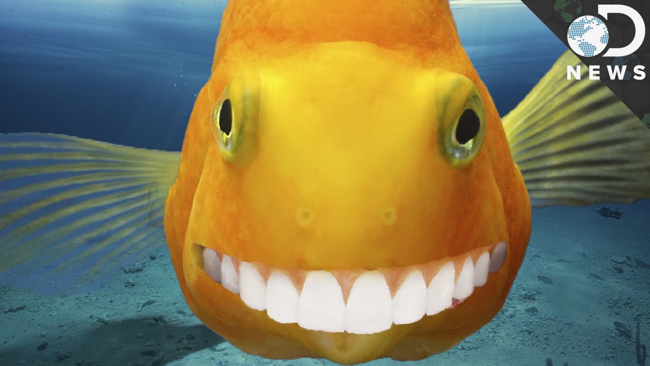 This fish with human-like teeth is causing problems in Arizona