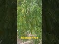 Salvadora persica tree or miswak in saudi