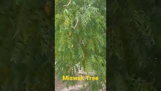 Salvadora Persica Tree Or Miswak In Saudi