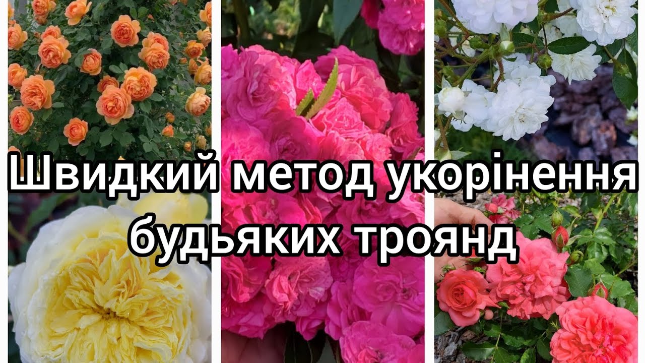 Найпростіший метод укорінення троянд 🔥 Без укорінювача ☝️ Кущик за два місяці 💥