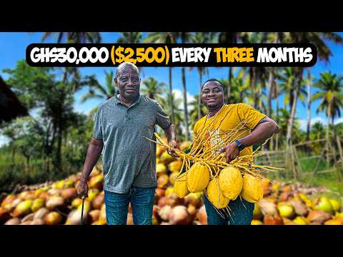 Hybrid vs Dwarf vs Tall Coconut: Why Hybrid Coconut is the Most Profitable Choice