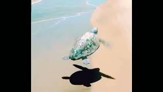 tortuga volando con HD + música de Michael Jackson de fondo