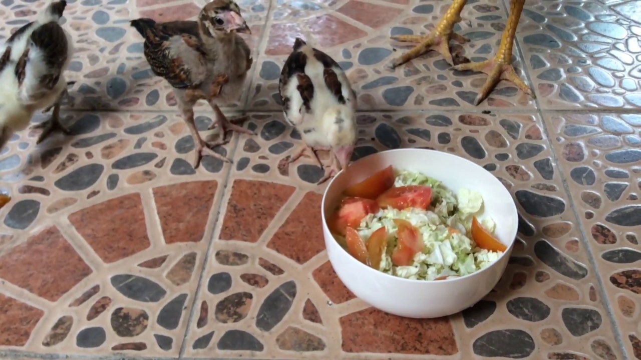 Qualen der Mastzucht / Haushuhn gegen Masthuhn