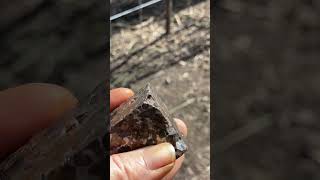 Brahin Pallasite Meterorite Dm It Odinsalchemy