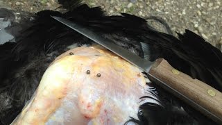Archer Discovers Shotshell Pellets in Wild Turkey Breast