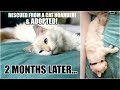 2 MONTHS AFTER CAT ADOPTION! My Cat is a Psychic!? | Louise Update!