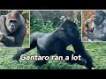 よく走ったゲンタロウ💙よく食べたアニー❤️