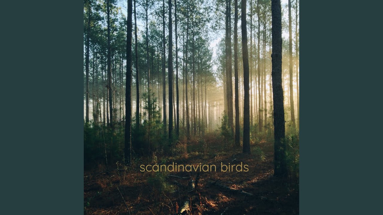 Morning Bird Symphony