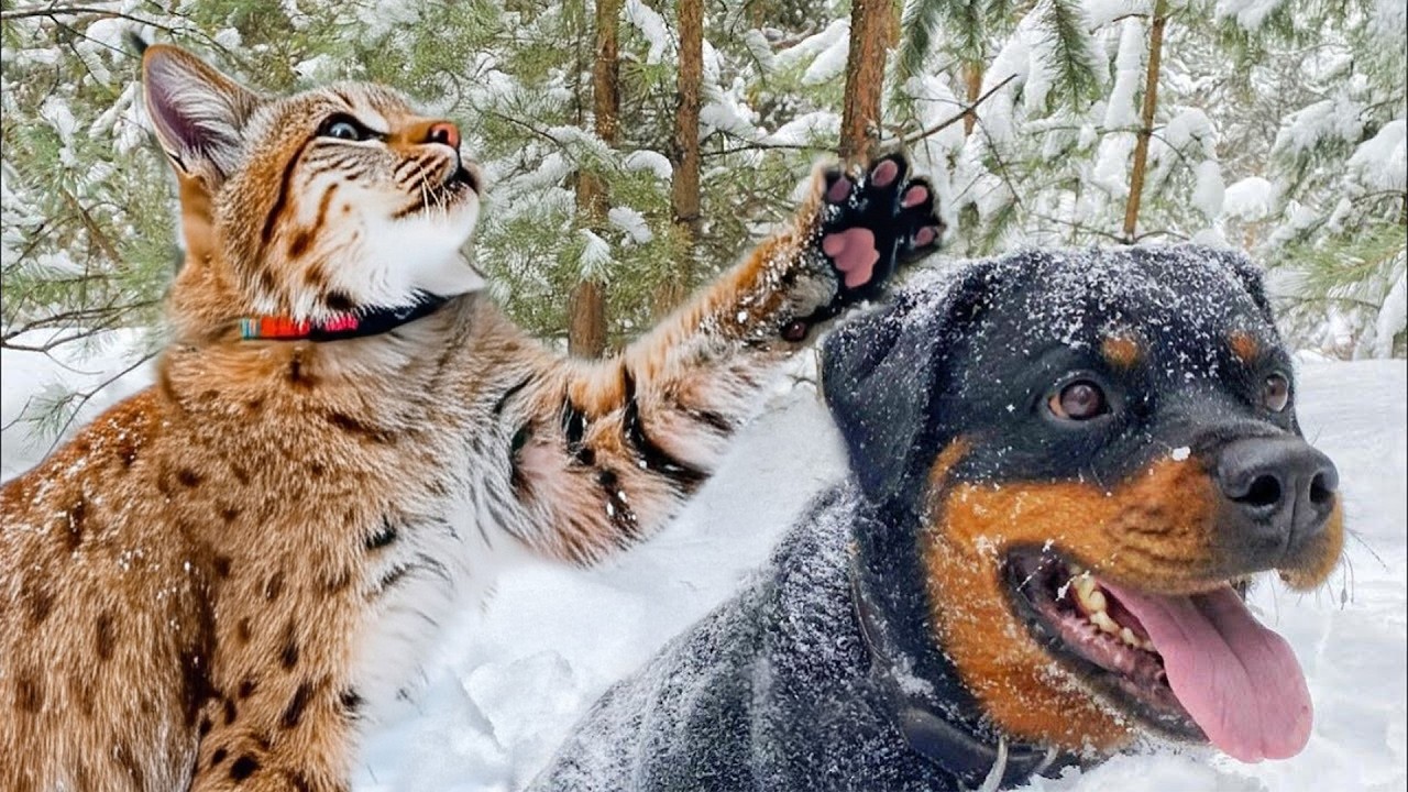 Bobcat kitten Made Her Best Friendship with a Rottweiler, Who Treats Her Like Family