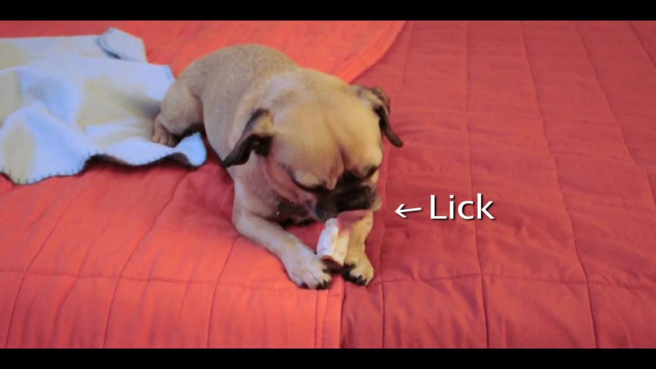 Cute Puggle 101: How to Chew a Beef Bone