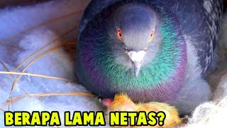 HOW LONG DO PIGEON EGGS TAKE TO HATCH