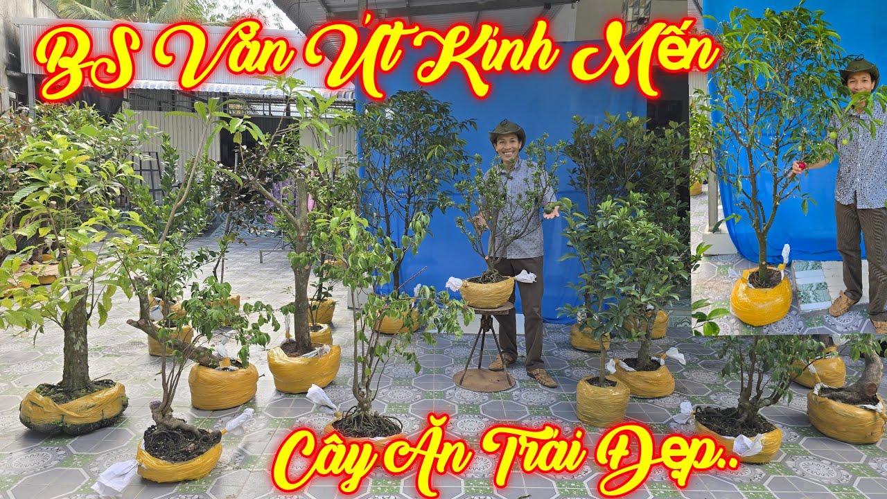 VĂN ÚT | #0349881409 | ĐÀO INĐÔ, QUÝT HỒNG, CAM MỸ, KHẾ GÂN, VÚ SỮA, LÊKIMA, NHÃN TÍM, CHERRY, BTH..