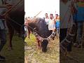 Morigaon Gaon Champ Shorts Trendingshorts Cow Bull Moh Mr Black Morigaon Gaon Champ Shorts Trendingshorts Cow Bull Moh Mr Black