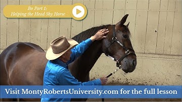 Bo Part 1: Helping the Head Shy Horse