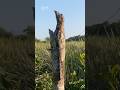 You Won’t Believe This Is a Bird!