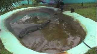 How captivity killed Lolong