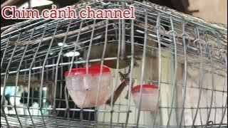 Tiếng chim hút mật xác pháo chuyền