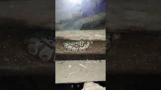 ying yang my ball python