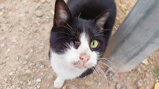 Help me! Rescue one-Eyed Stray Cat With Sharp Razors on Its Head