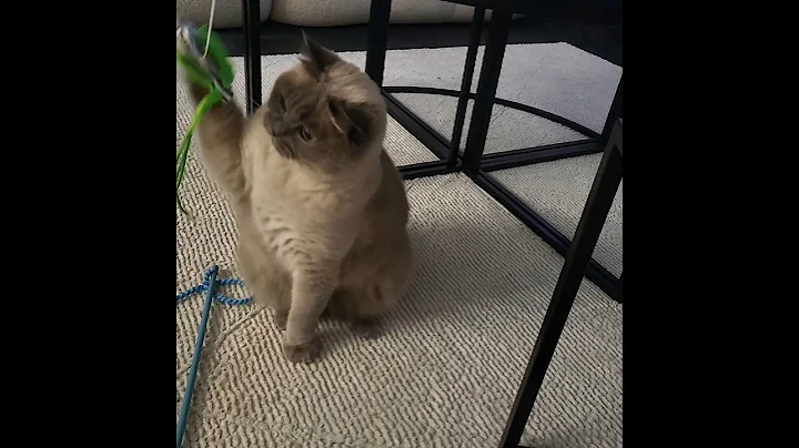 Watch the video about Cat funny😅 #foryou #cat #cats #funny #katze #catvideos #funnycats #kedi #britishshorthair #foryou