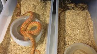 Quick Update on Hold backs, Pick Ups and Projects Net Worth