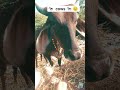 shot video song #miviapp 🎵 👌 🔥 ❤️ 🙌 ♥️ 🎵 #miviap #cat #funny #song #hindisong