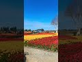 !Tulip Town! 🌷 #outdoors #flowers #tulip #tulipfarm #pnw  #views #nature #beautiful #colors #shorts