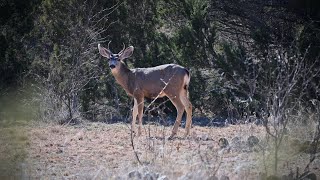 2 290 acre Texas Ranch for Sale in Hall County