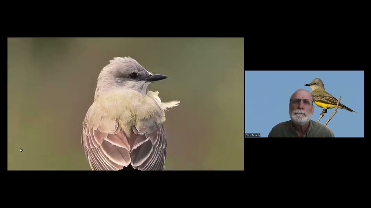 脚付きシエッポ　FLYCATCHER w.foot SIEPPO Sepia-capped Flycatcher - Leptopogon amaurocephalus - Birds of the