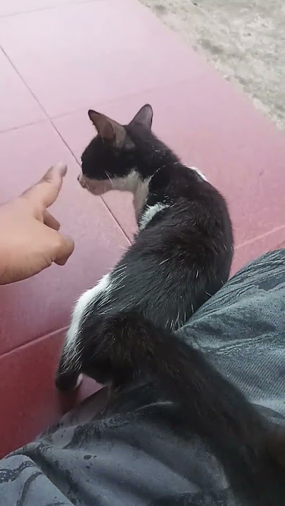 Aku bukan boneka, manusia 😑 #kucing #kucing #videokucing #fyp #fypシ゚viral #fypyoutube #lucu