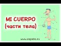 Испанский язык Урок 12 Части тела - partes del cuerpo №1 - части тела (www.espato.ru)