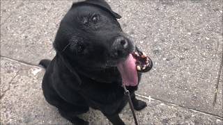 Harley trots around the streets of NY with a GRIN!! #postcancerstrong by Harley and Loa Bark Badges 5,076 views 5 years ago 30 seconds