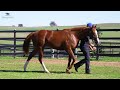 LOT 1120 Best of Bordeaux x Gatsby's Girl FILLY